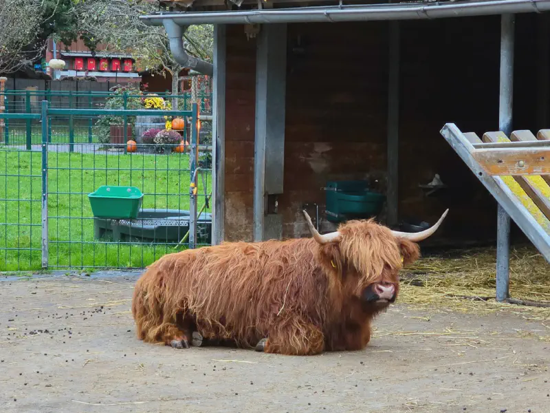 Highland Cow at Gertrudenhof