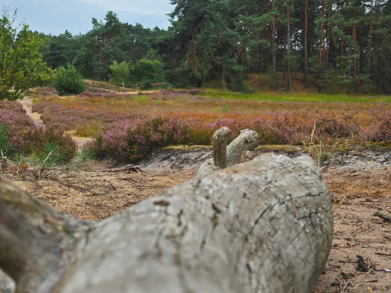 Deadwood by the sandy path in the heath