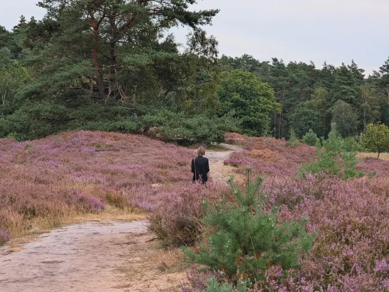 Path leading straight through the flowering heather