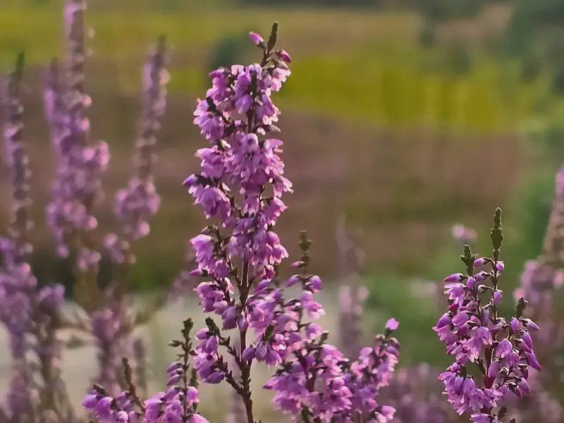 Heather blossoms in close-up