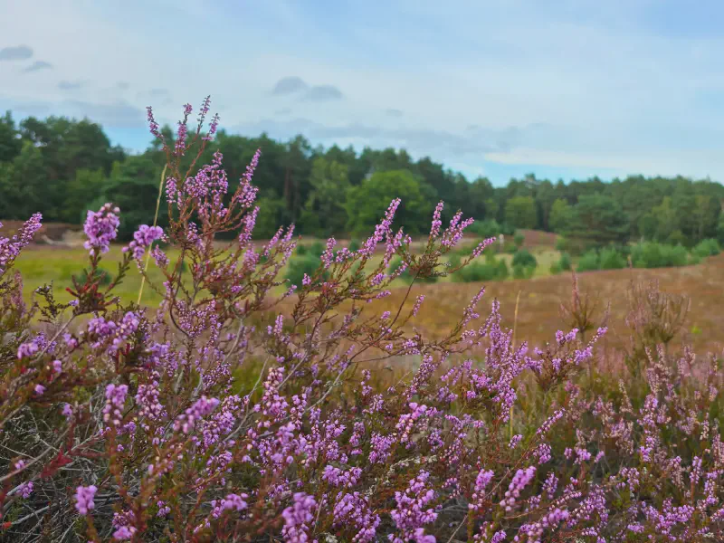 Vast heathland with forest on the horizon