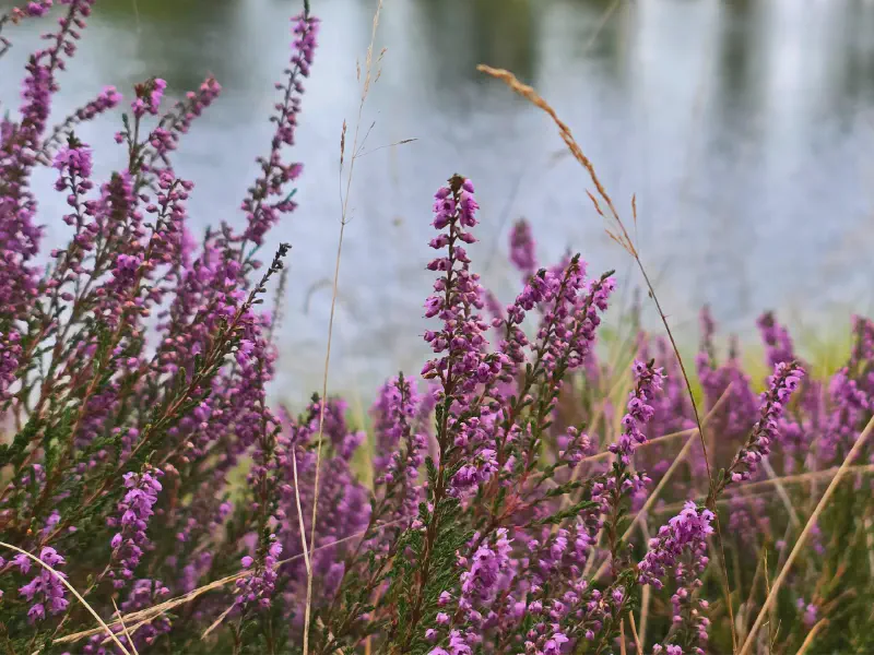 Heather in bloom in front of the Waldsee