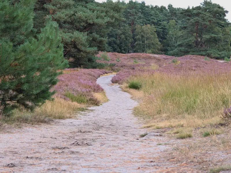 Sandy path between flowering and brown heather