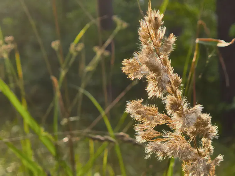 Grasses backlit in the pine forest