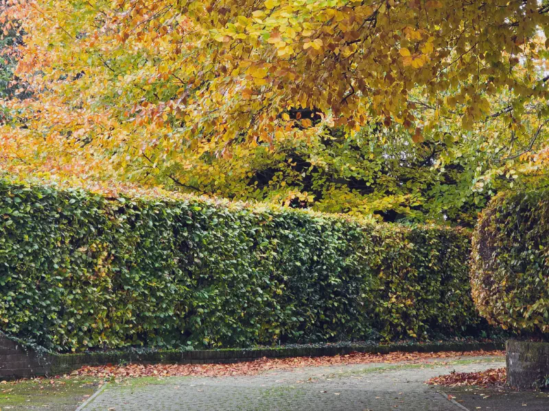 Road with a green hedge on both sides, under colorful trees