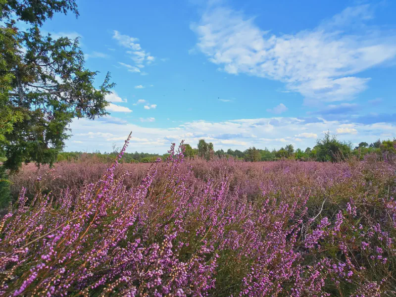 Heideblüten vor blauem Himmel