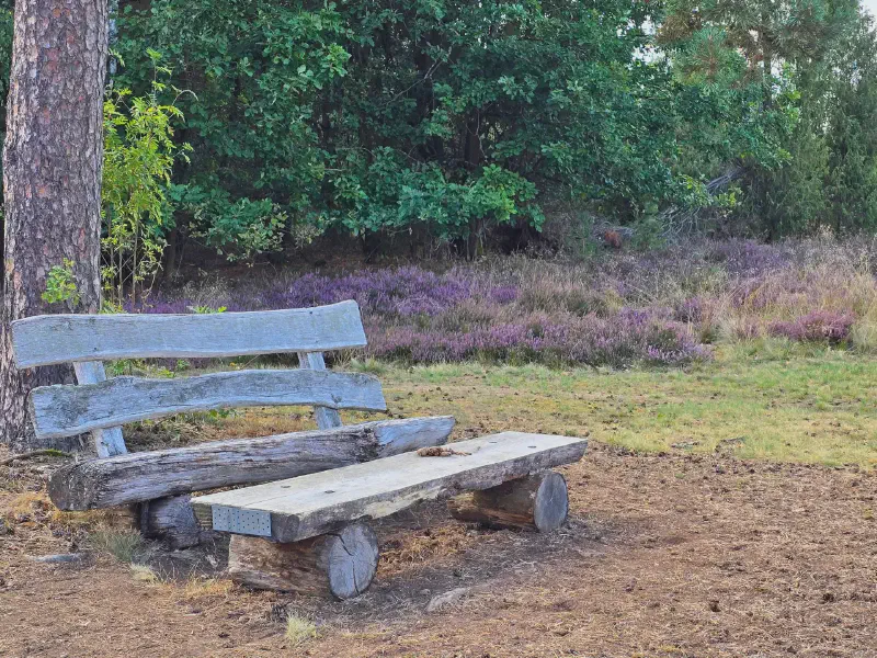 Alte Holzbank unter der Kiefer