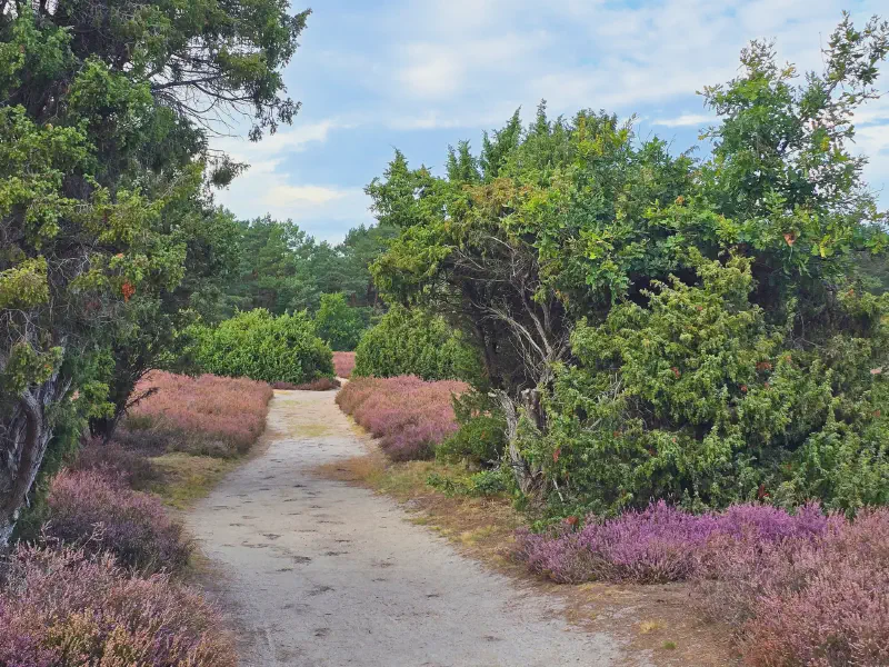 Sandweg zwischen blühender Heide