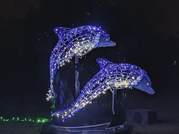 Two dolphins swimming