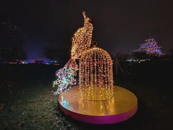 A peacock sitting on a cage