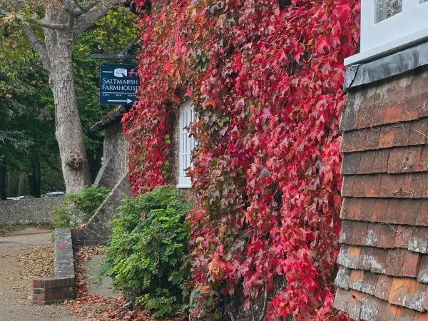 Ivy-covered wall of the cafe at the Seven Sisters Cliffs parking area